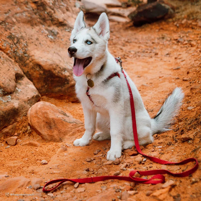 Earth Soy Dog Leash Rose (5/8", 6 ft)